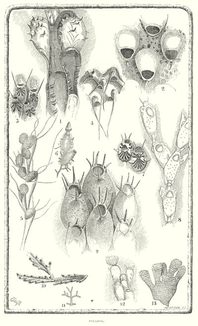 Polyzoa (gravür) by English School