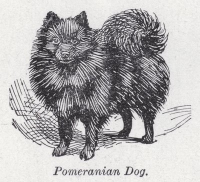 Pomeranya köpeği (lito) by English School