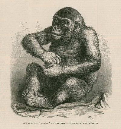 Pongo Kraliyet Akvaryumu