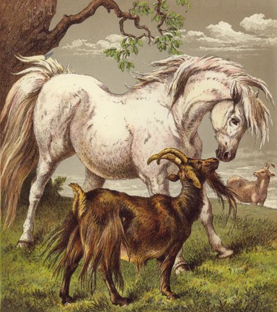 Midilli ve keçiler (renkli litho) by English School