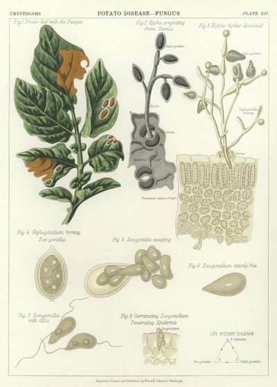 Patates Hastalığı, Mantar by English School