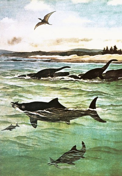 Tarih öncesi deniz canlıları by English School