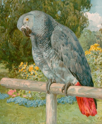 güzel Polly by English School