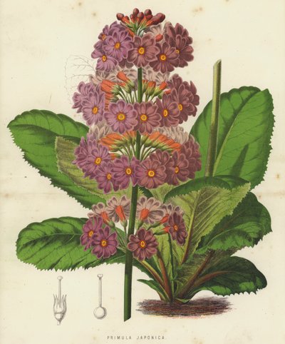 Primula Japonica (kromolitho) by English School