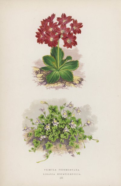 Primula Pedemontana; Linaria Hepaticaefolia (renkli lito) by English School