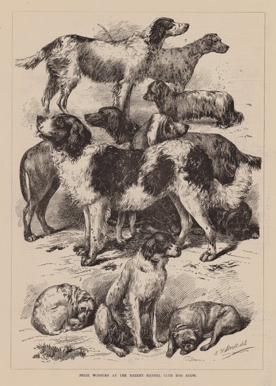 Son Kennel Club Köpek Gösterisinde Ödül Kazananlar (gravür) by English School
