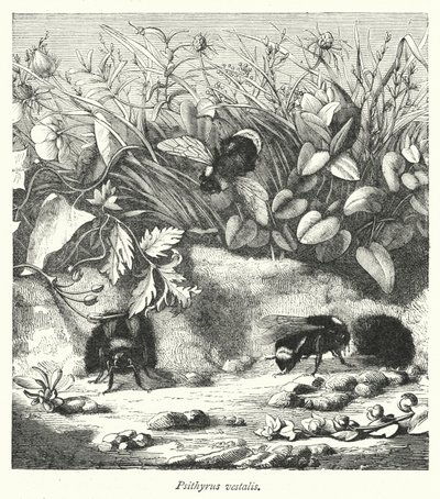 Psithyrus vestalis (gravür) by English School