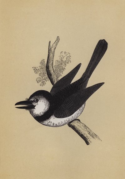 Puff Bird (renkli taş) by English School