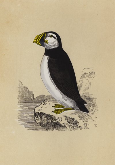 Puffin (renkli lito) by English School