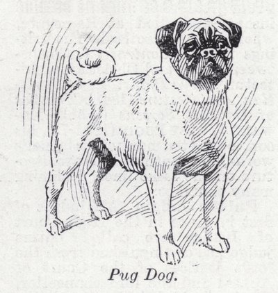 Pug köpeği (lito) by English School