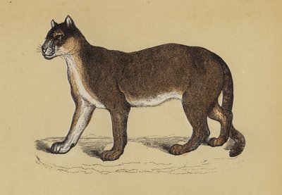 Puma (renkli taş) by English School