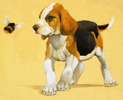 Yavru köpek by English School