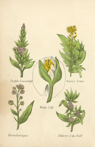 Mor Gevşeklik, İskorbüt Otu, Nilüfer, Houndstongue, Duvarın Küçüklüğü (renkli lito) by English School