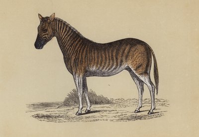 Quagga (renkli taş) by English School