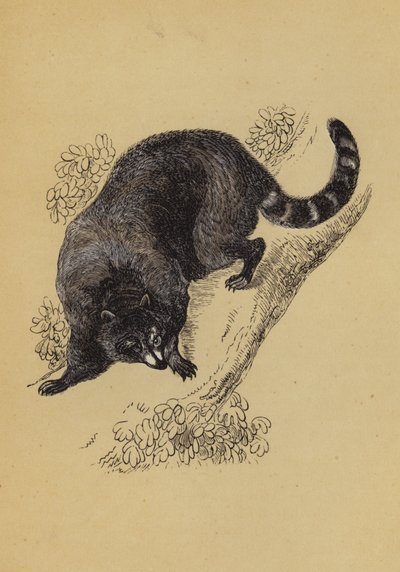 Rakun (renkli taş) by English School