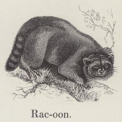 Rakun (gravür) by English School