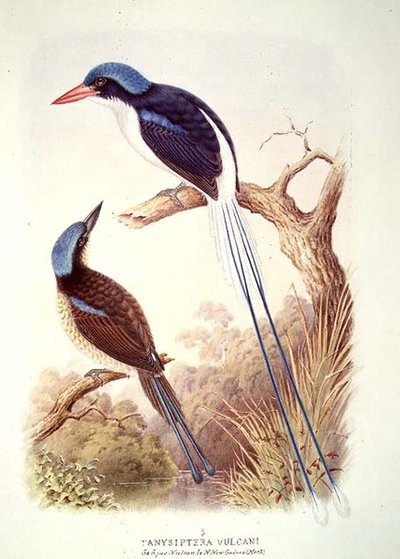 Raket Kuyruklu Kingfisher, fol. 12 Cilt III, A.M. Lysight by English School