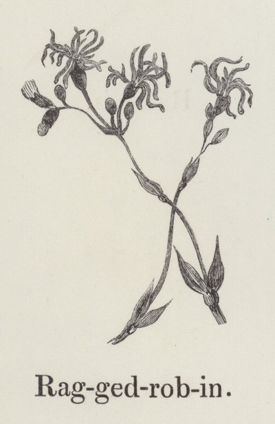 Düzensiz robin (gravür) by English School