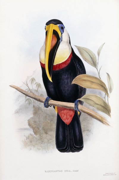 Ramphastos İnka by English School