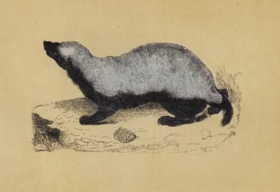 Ratel (renkli lito) by English School