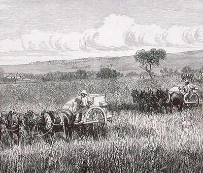 Hasat, Güney Adelaide, Avustralya by English School