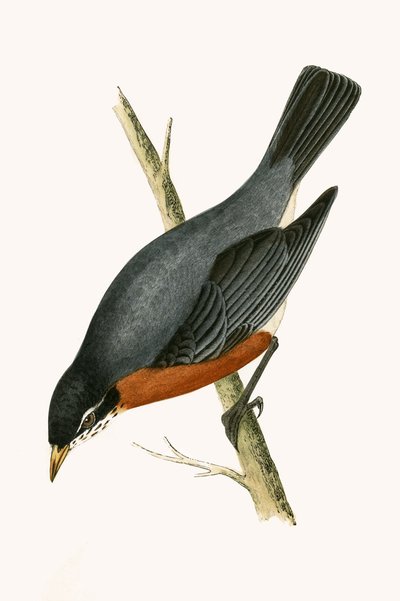 Kırmızı Göğüslü Ardıç, Charles Robert Bree (1811-86) tarafından 