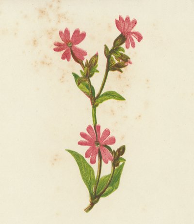 Kırmızı Campion, Lychnis Dioica (renkli lito) by English School