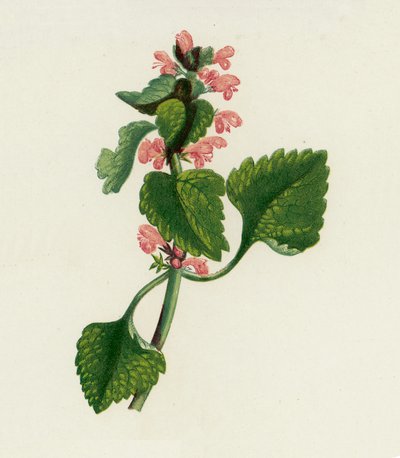 Kırmızı Ölü Isırgan, Lamium Purpureum (renkli lito) by English School