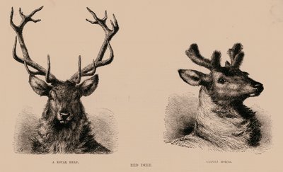 Kızıl Geyik (gravür) by English School