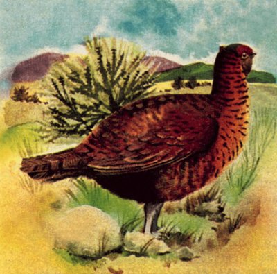 kırmızı orman tavuğu by English School