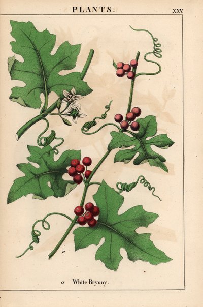 Kırmızı meyveler ile kırmızı bryony. Bryonia dioica   , "Öğretici Resimli Kitap veya Sebze Dünyasından Dersler"den [Charlotte Mary Yonge], Edinburgh by English School