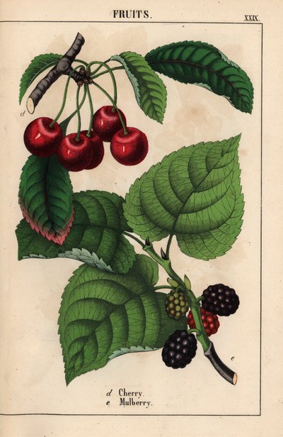 Kırmızı kiraz ve dut meyvesi   , "Öğretici Resimli Kitap veya Sebze Dünyasından Dersler"den [Charlotte Mary Yonge], Edinburgh by English School