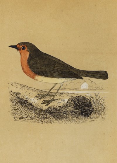 Redbreast (renkli lito) by English School