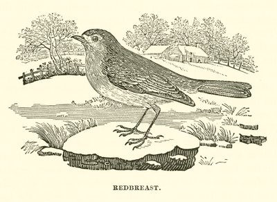 Redbreast (gravür) by English School