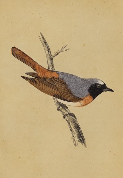 Redstart (renkli lito) by English School