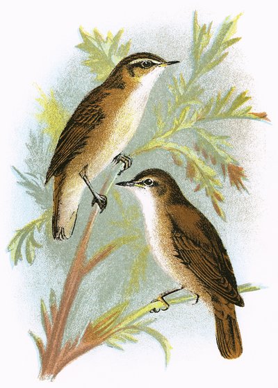Reed Warbler (altta) ve Sedge Warbler (üstte) by English School