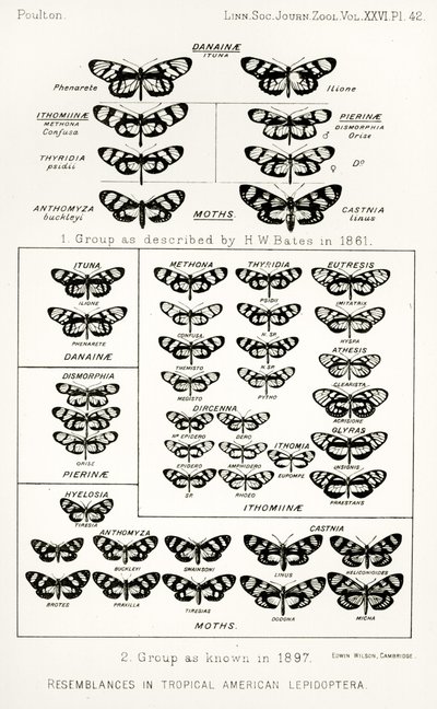 Tropikal Amerikan lepidopterasındaki benzerlikler, The Hope Reports, Vol. II, 1897-1900., Edward B. Poulton tarafından düzenlendi, Oxford, 1901 by English School
