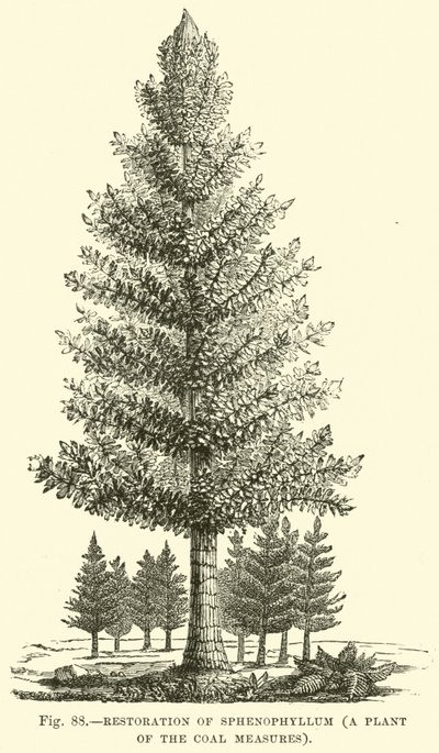 Kömür Tedbirlerinin bir bitkisi olan Sphenophyllum