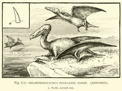 Rhamphorhynchus Bucklandi, Goldf, restore edildi by English School