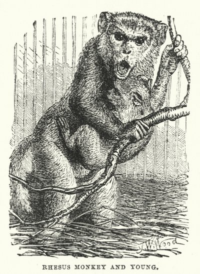 Rhesus maymunu ve yavrusu (gravür) by English School