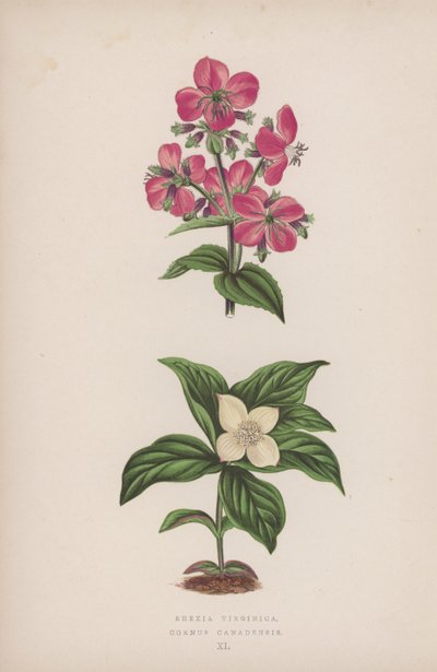Rhexia Virginica; Cornus Canadensis (renkli lito) by English School