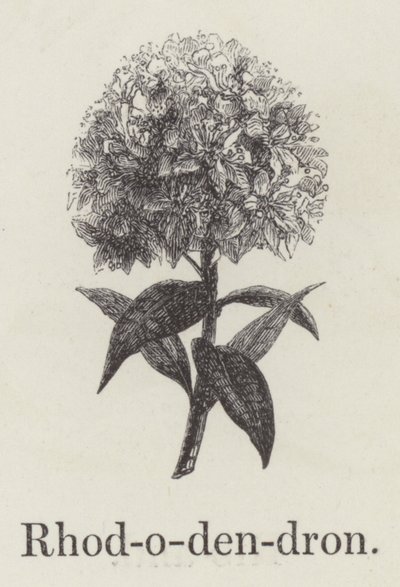 Ormangülü (gravür) by English School