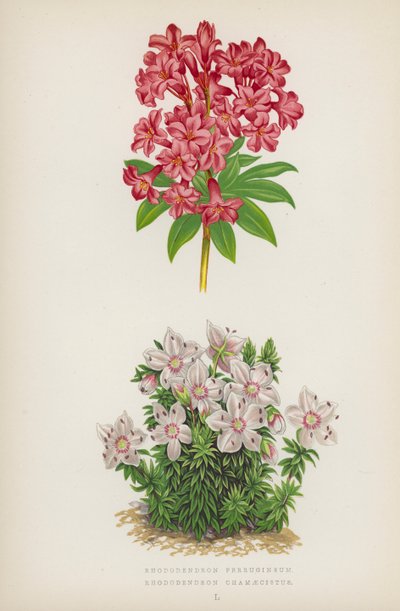 Rhododendron Ferrugineum; Rhododendron Chamaecistus (renkli lito) by English School