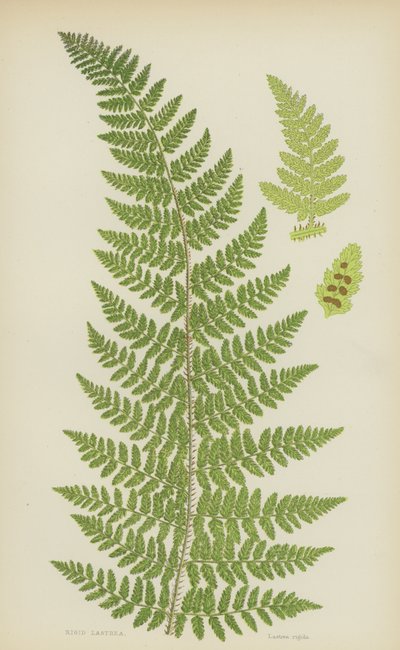 Sert Lastrea (renkli lito) by English School