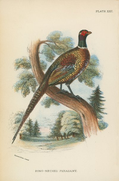 Halka Boyunlu Sülün by English School