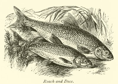 Roach ve Dace by English School