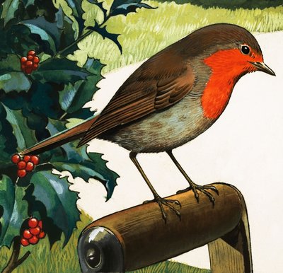 Robin Redbreast (kağıt üzerine guaj) by English School