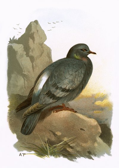 kaya güvercini by English School