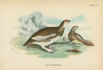 Kaya Ptarmigan by English School