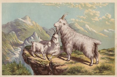 Kayalık Dağ Keçisi, Aplocerus Montanus (renkli lito) by English School